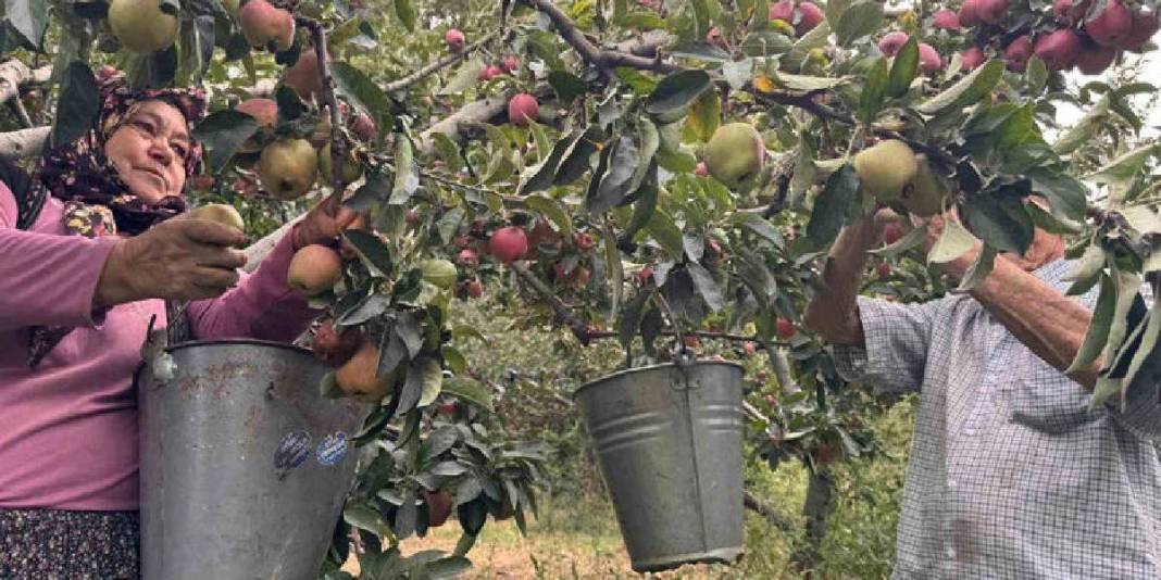 Bu ürün üreticisini güldürüyor, herkes görüyor! Kuraklık onları etkilemiyor verim coşuyor: Fiyatı bu yıl yükseliyor 6